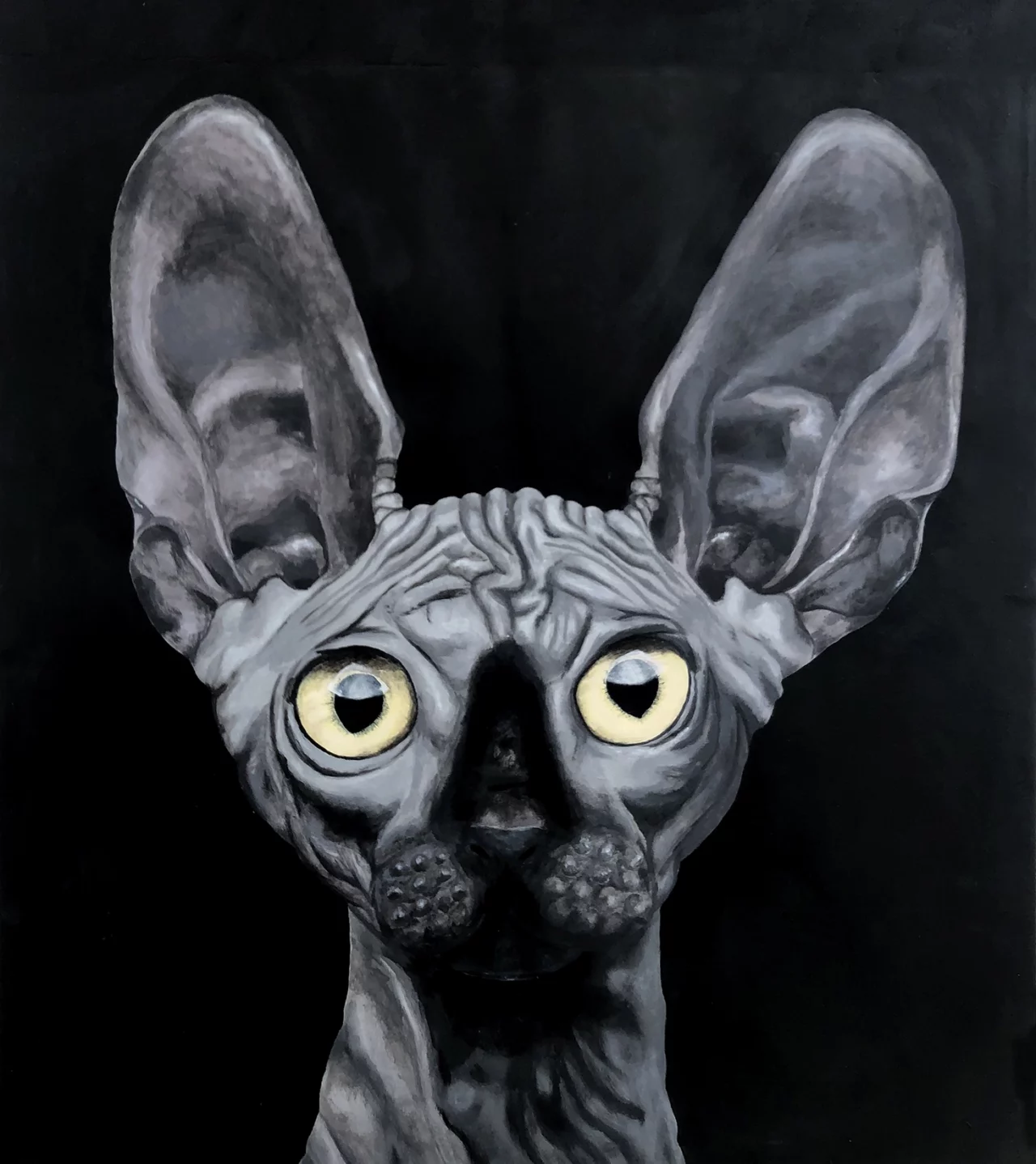 Chat-Sphynx illustration
