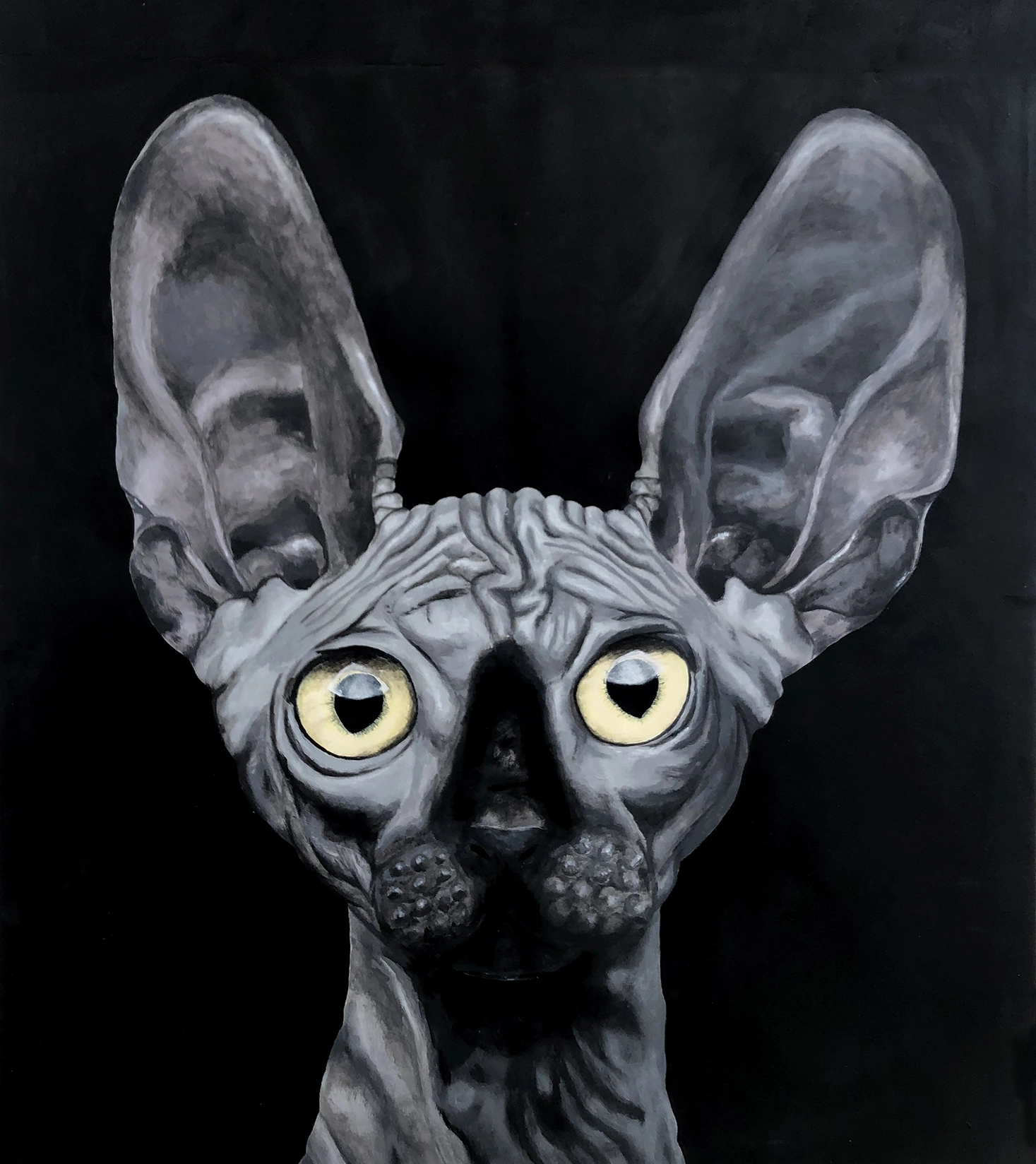 Chat-Sphynx illustration