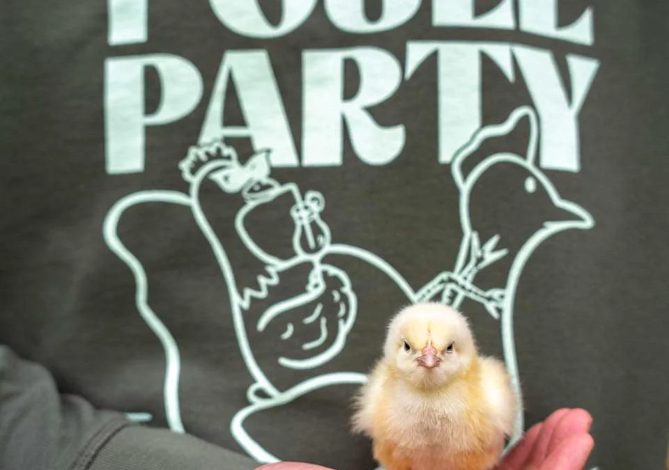 Roule ma poule