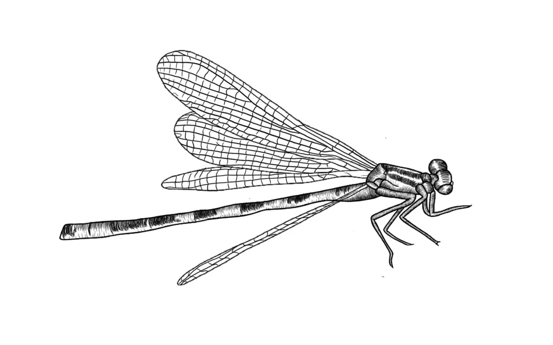 Illustrations insectes