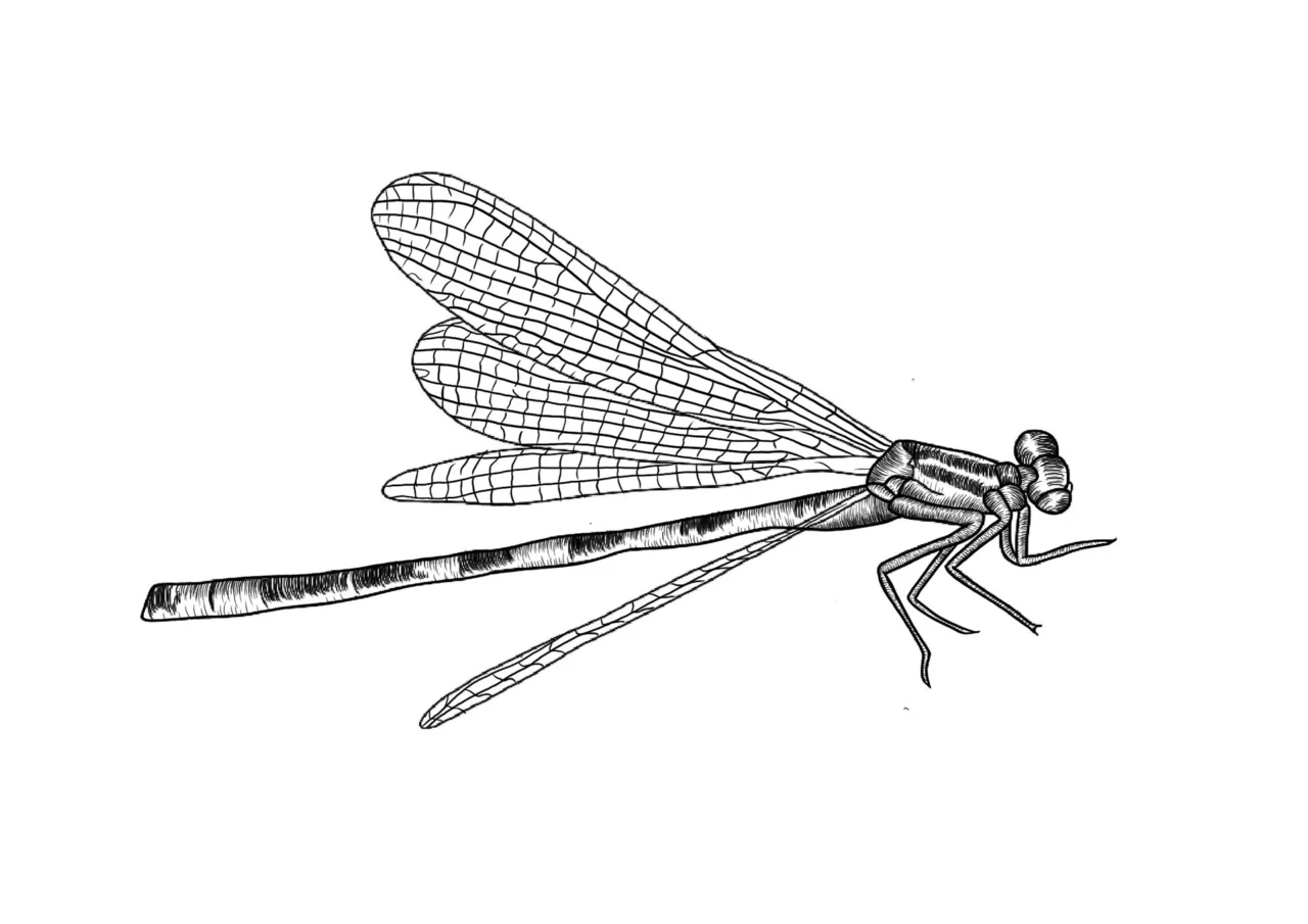Agrion Bleu illustration procreate