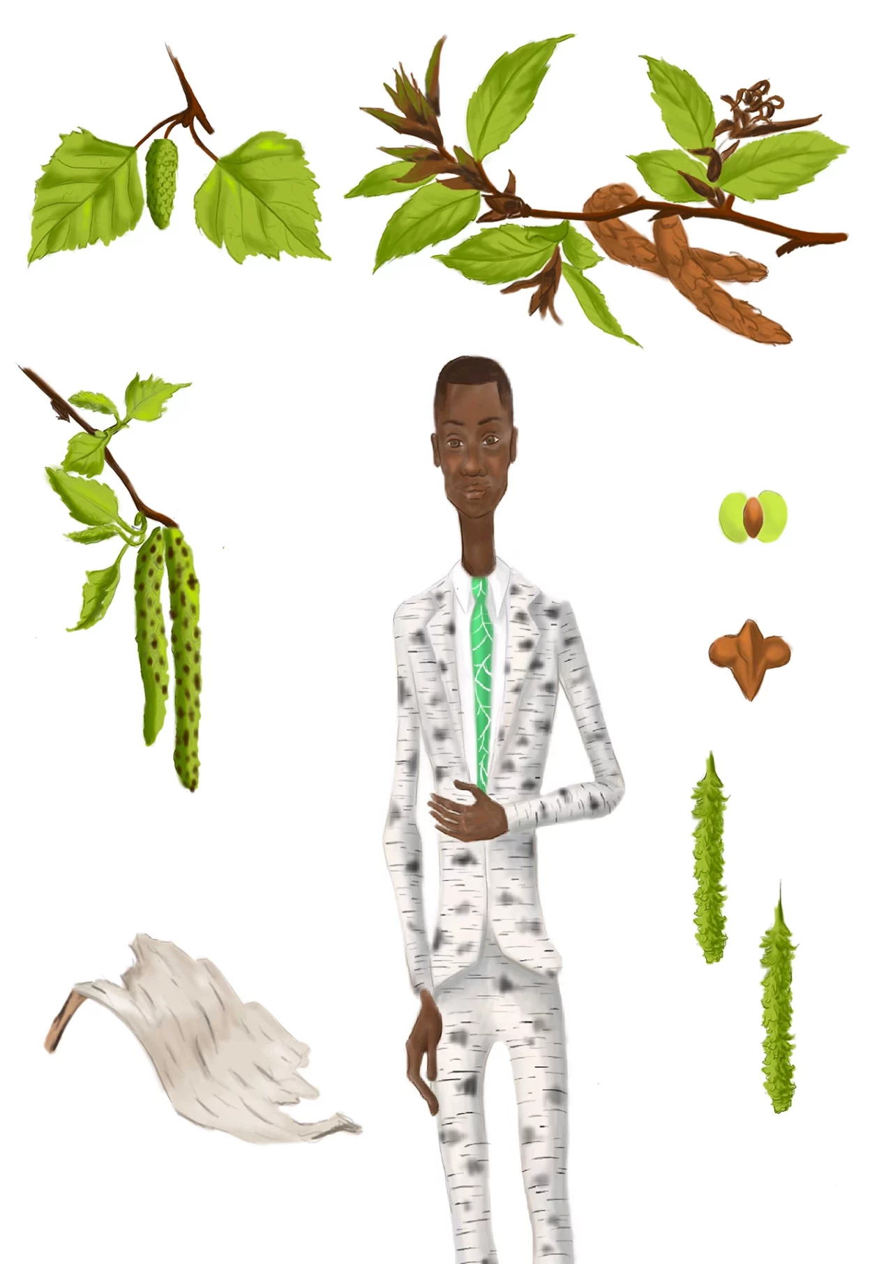 Illustration Herbier Bouleau