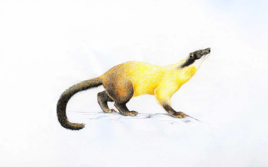 Étude animalière