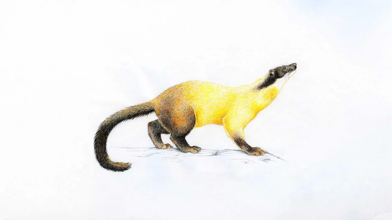 MARTRE crayon de couleur pour le muséum d'histoire naturelle de Paris